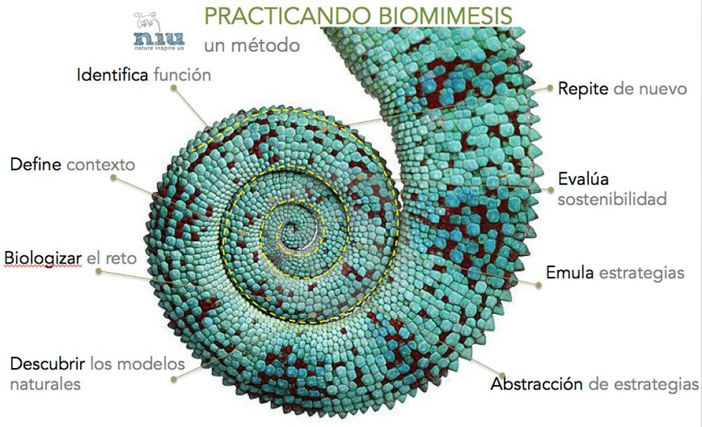 espiral de diseño de biomimesis
